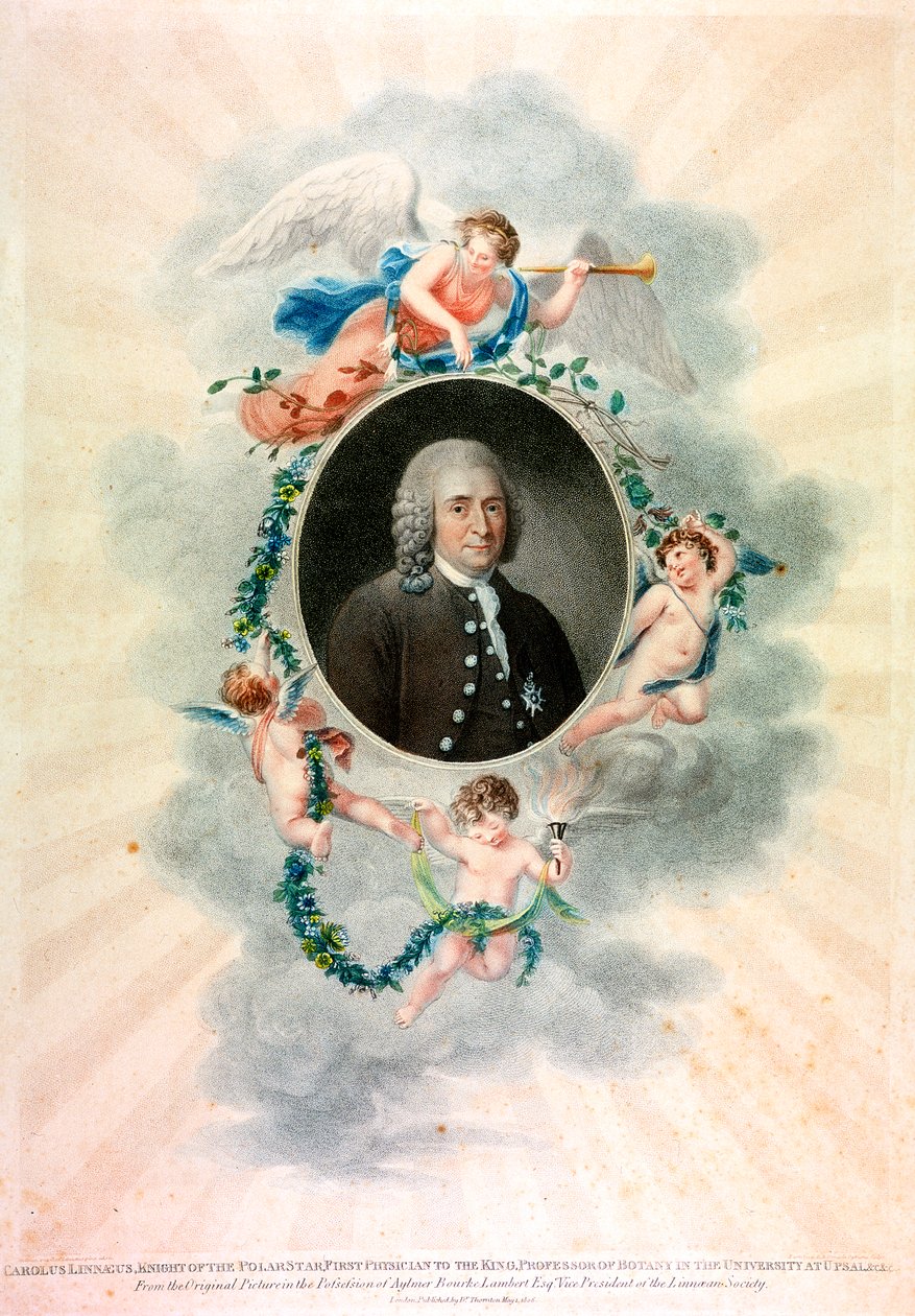 Carolus Linnaeus, naturalista e médico sueco, 1807 de Unbekannt