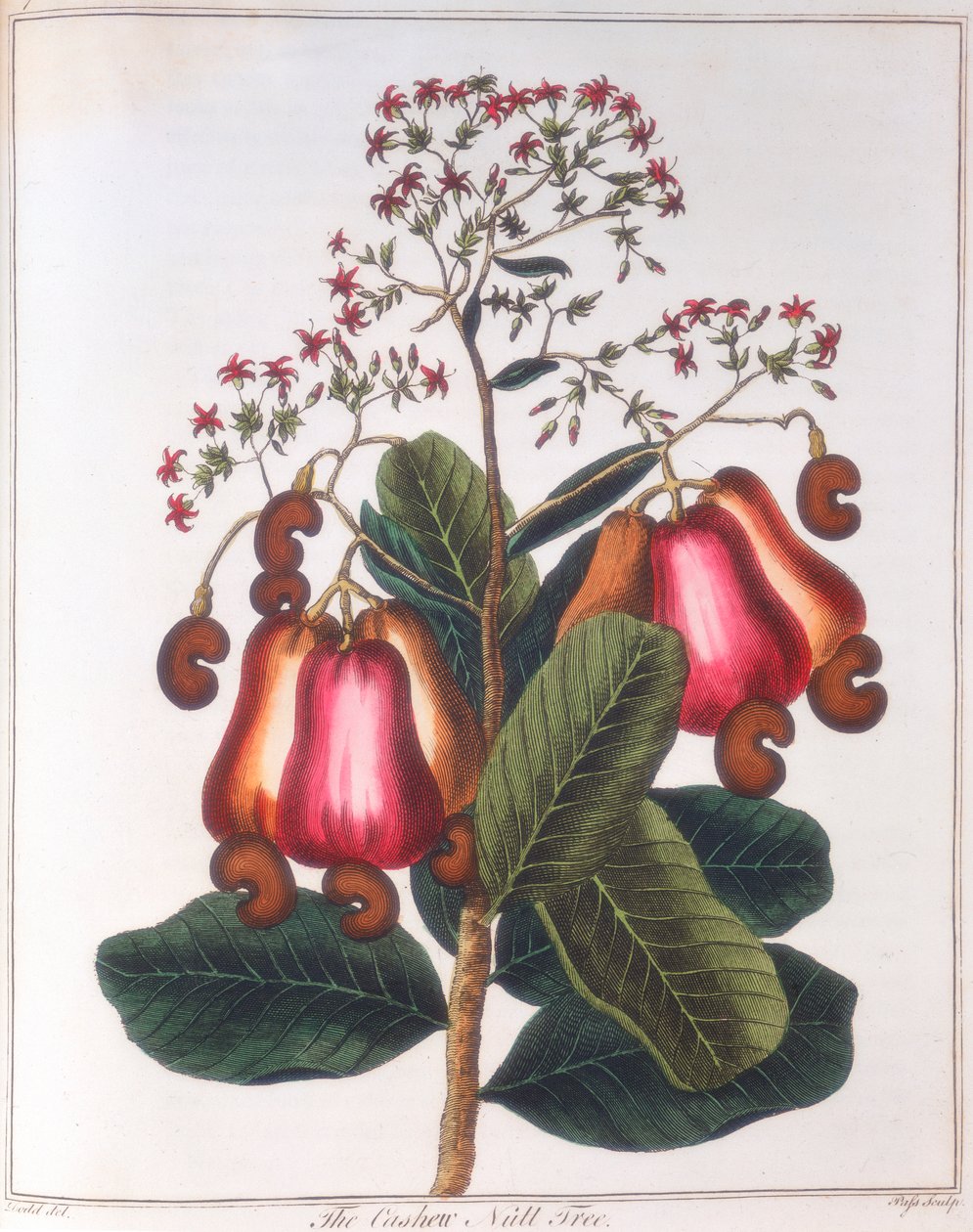 Castanha de caju - Anacardium occidentale, c1798 de Unbekannt