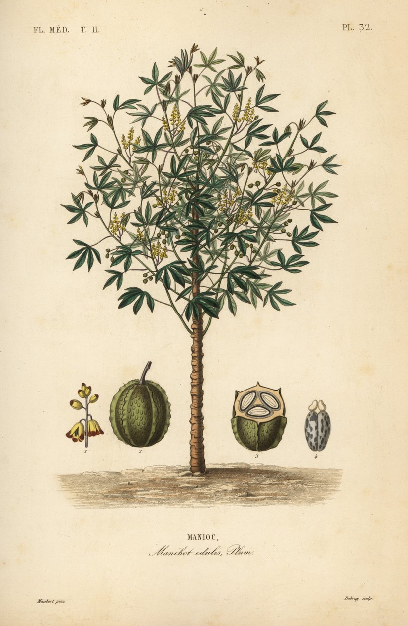 Mandioca, yuca ou planta de mandioca, Manihot esculenta, Manihot edulis, Manioc de Unbekannt