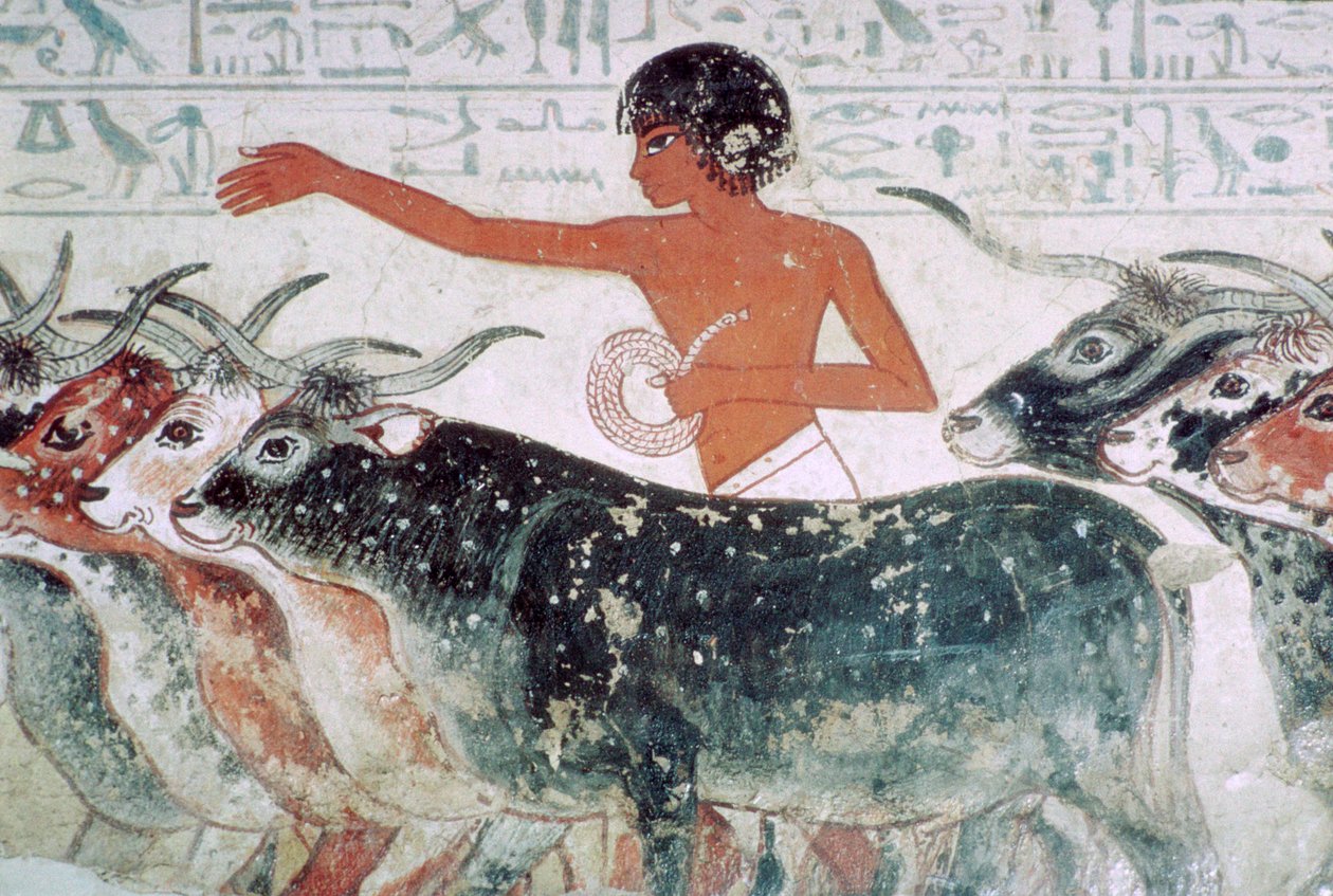 Gado trazido para inspeção: pintura da parede do túmulo de Nebamun no 5, Egito, c1350 aC de Unbekannt