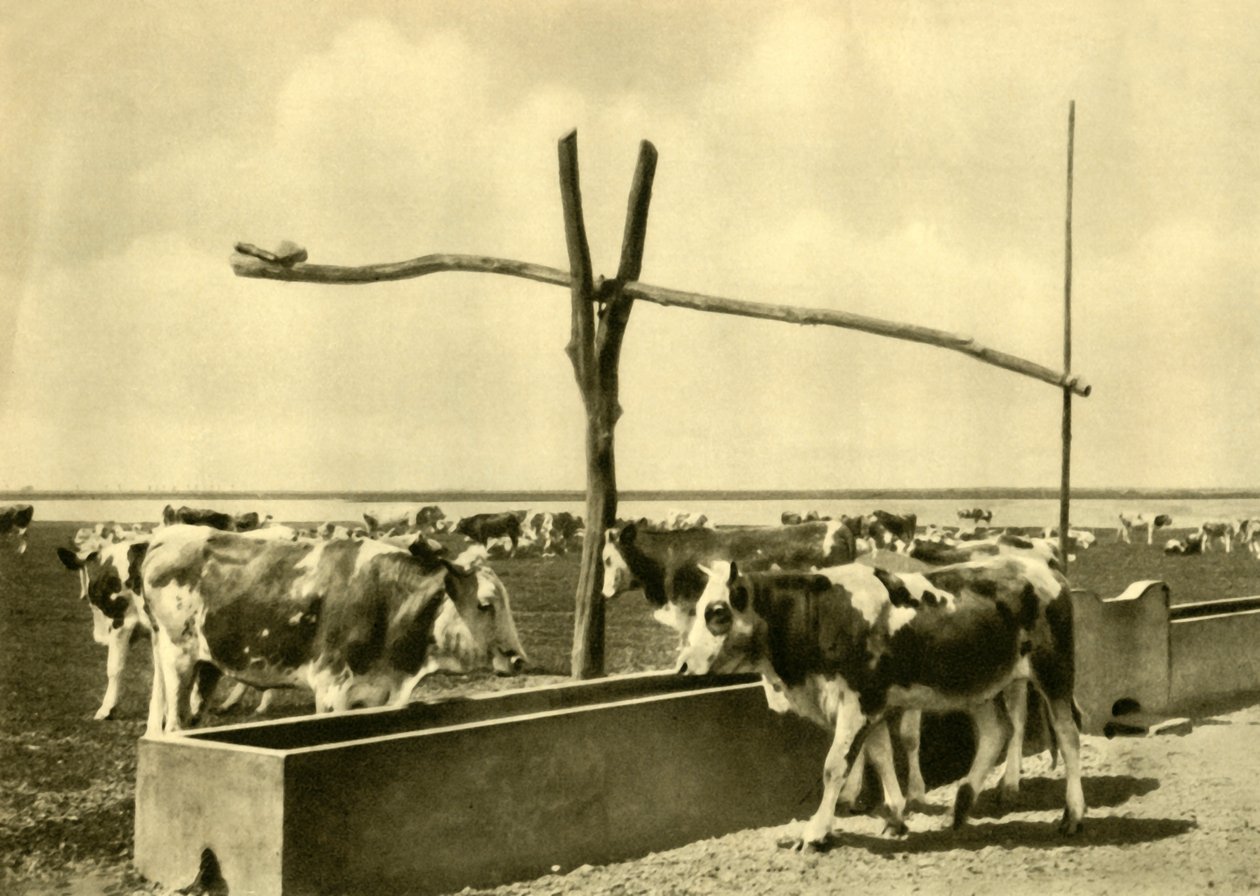 Gado que bebe em uma calha, Burgenland, Áustria, c1935. de Unbekannt