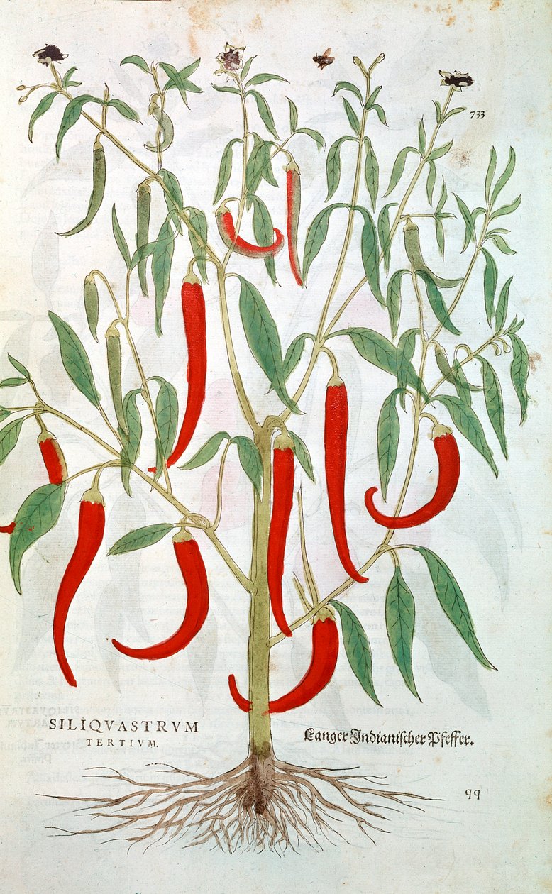 Pimenta caiena Capsicum, século XVI de Unbekannt