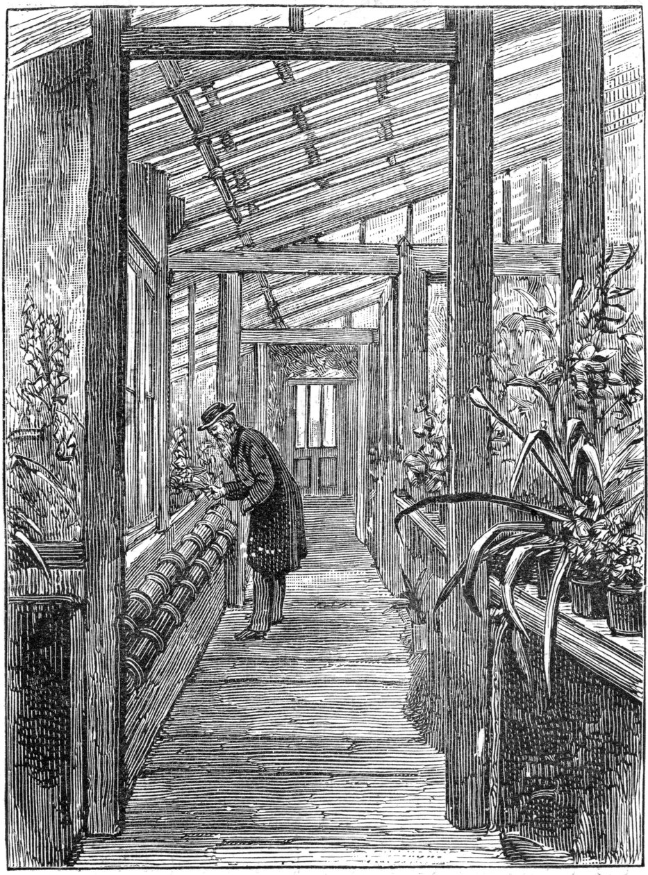 Charles Darwin 1809-1882, naturalista inglês, em sua estufa de Unbekannt