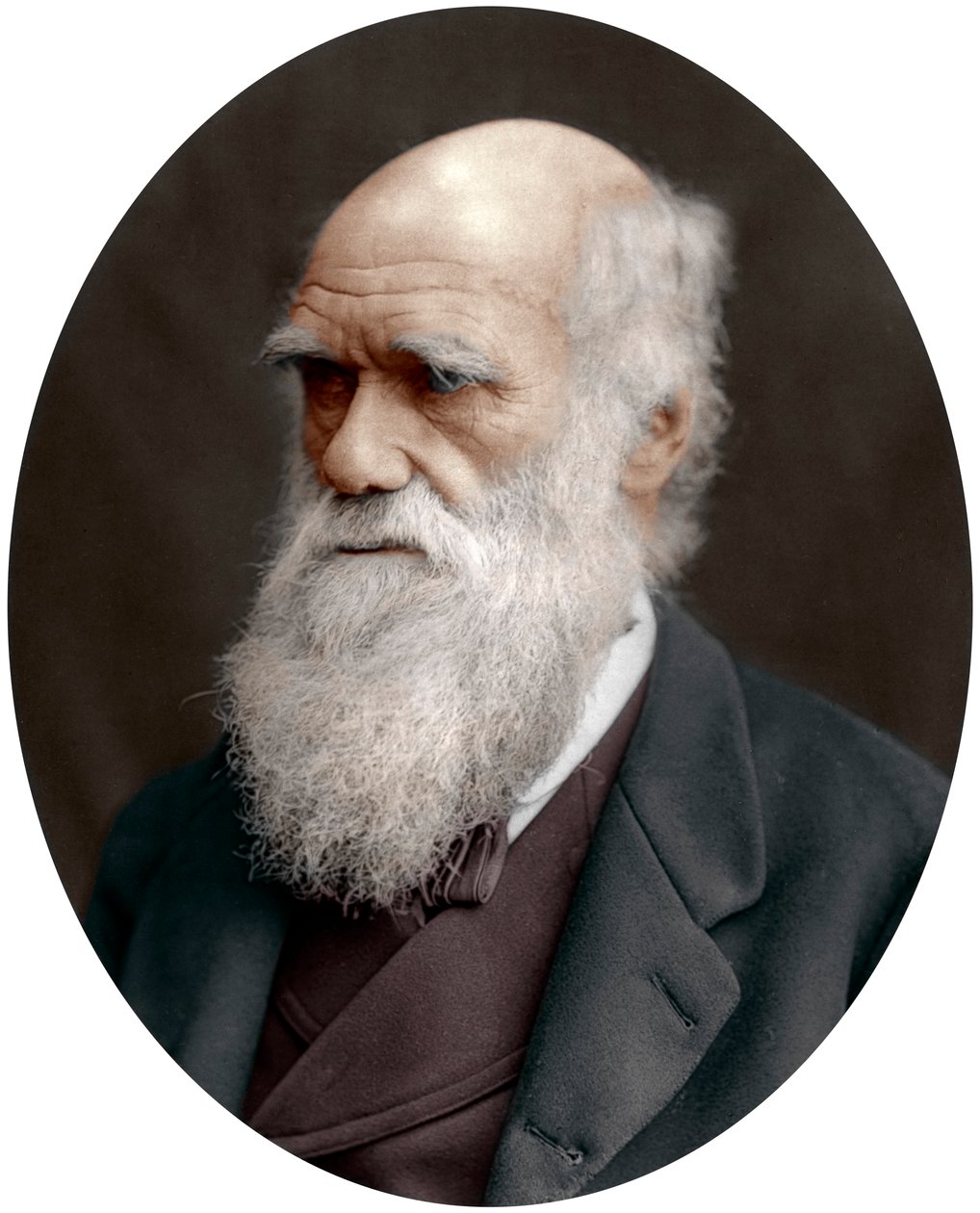 Charles Darwin, naturalista britânico, 1878 de Unbekannt