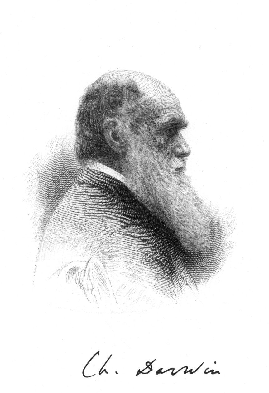 Charles Darwin, naturalista inglês, c1880 de Unbekannt
