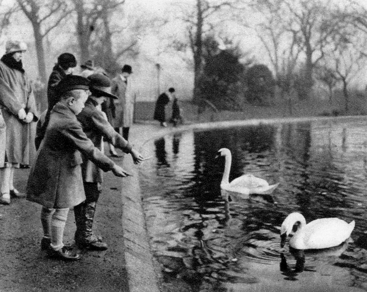 Crianças alimentando os cisnes no Serpentine, Londres, 1926-1927 de Unbekannt