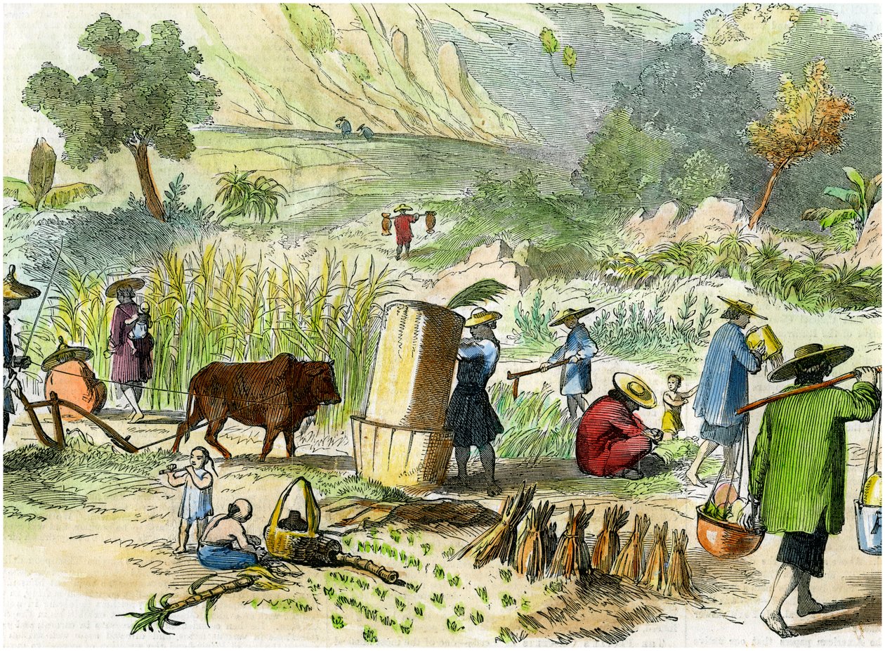 Colheita chinesa, Hong Kong, c1875 de Unbekannt