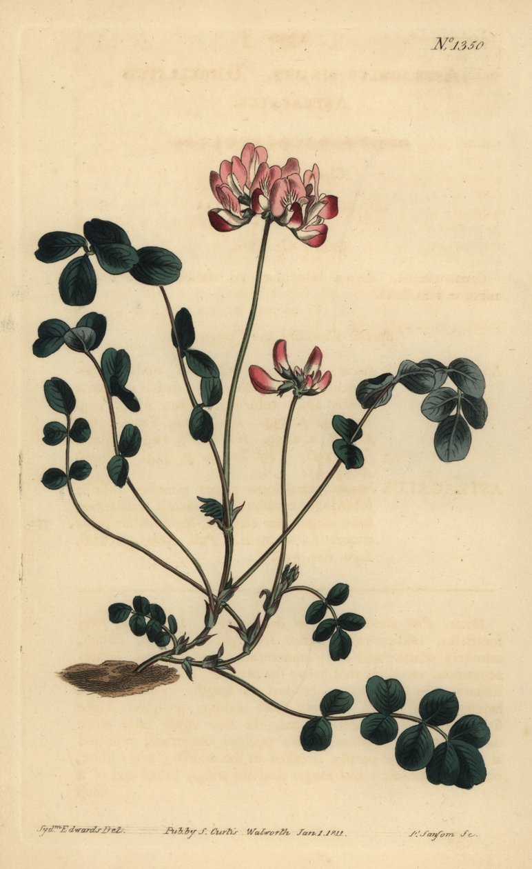 Astragalus sinicus, Astragalus sinicus, chinês milkvetch ou Umbellated de Unbekannt