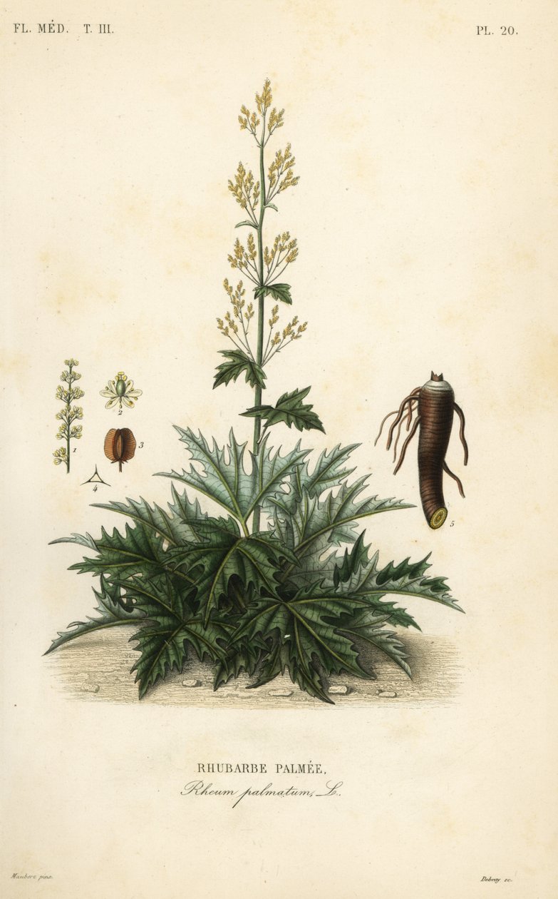 Ruibarbo chinês ou raiz de ruibarbo, Rheum palmatum, Rhubarbe palmee de Unbekannt