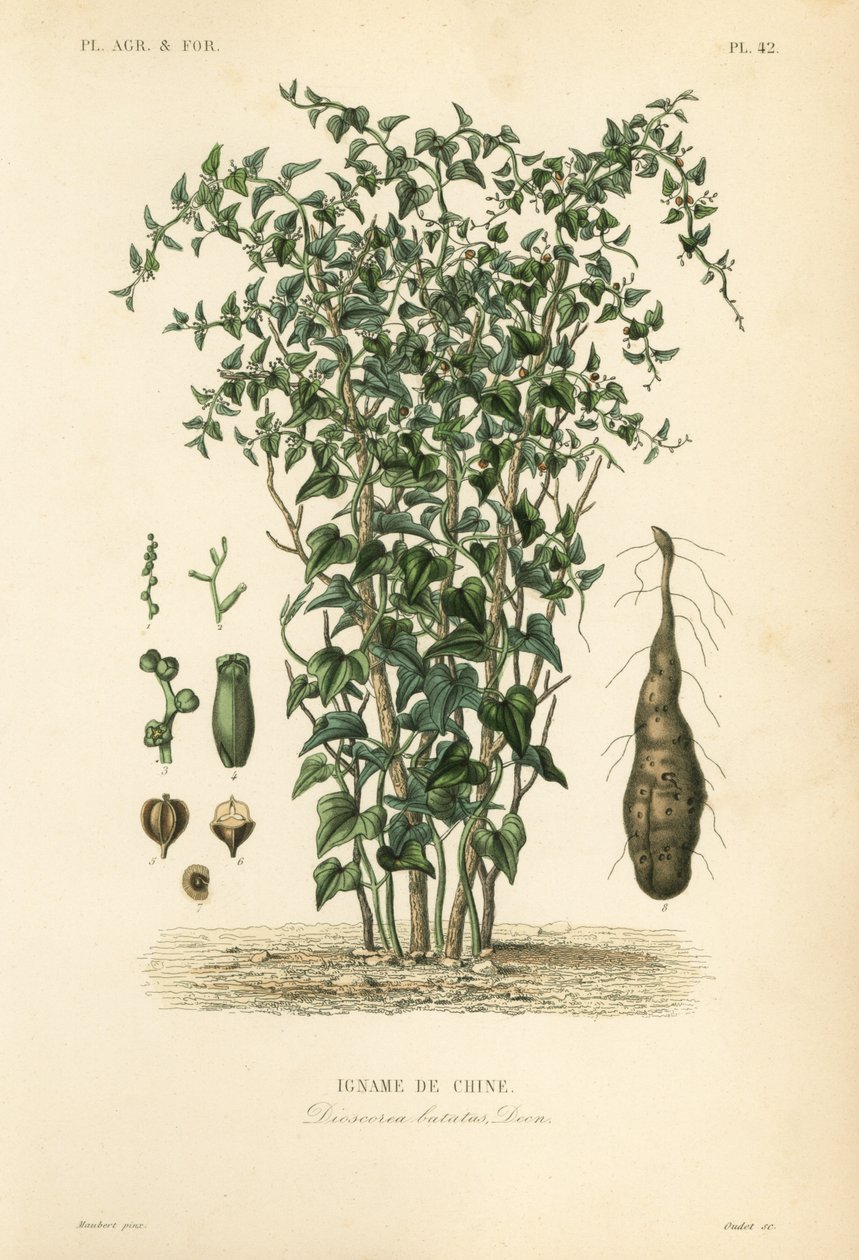 Inhame chinês ou canela, Dioscorea polystachya, Dioscorea batatas, Igname de Chine de Unbekannt