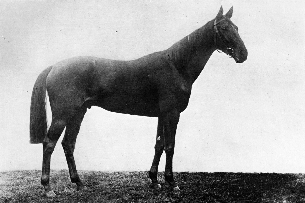 Margarida de Natal, 1911 de Unbekannt