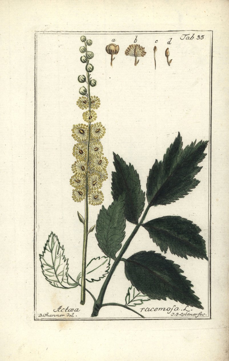 Cimicifuga Cimicifuga racemosa ou Black cohosh, Actaea racemosa (actee a grappe) de Unbekannt