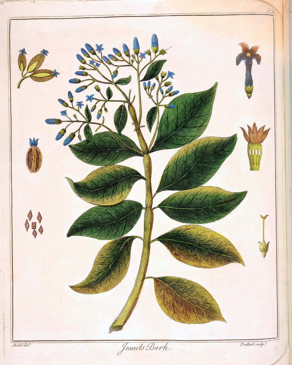 Jesuítas de Cinchona ou Casca Peruana 1795 de Unbekannt