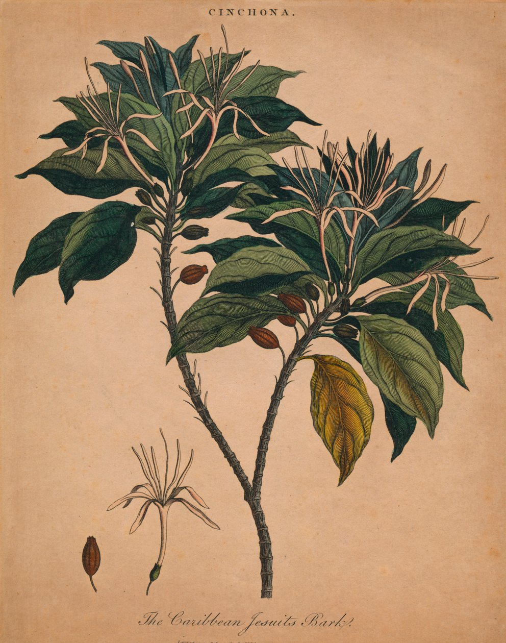 Cinchona. Casca de jesuítas do Caribe, 1801. de Unbekannt