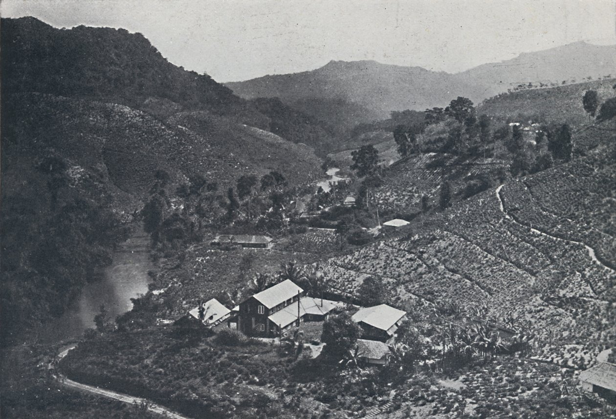 Plantação de chá do Sri Lanka, 1924 de Unbekannt