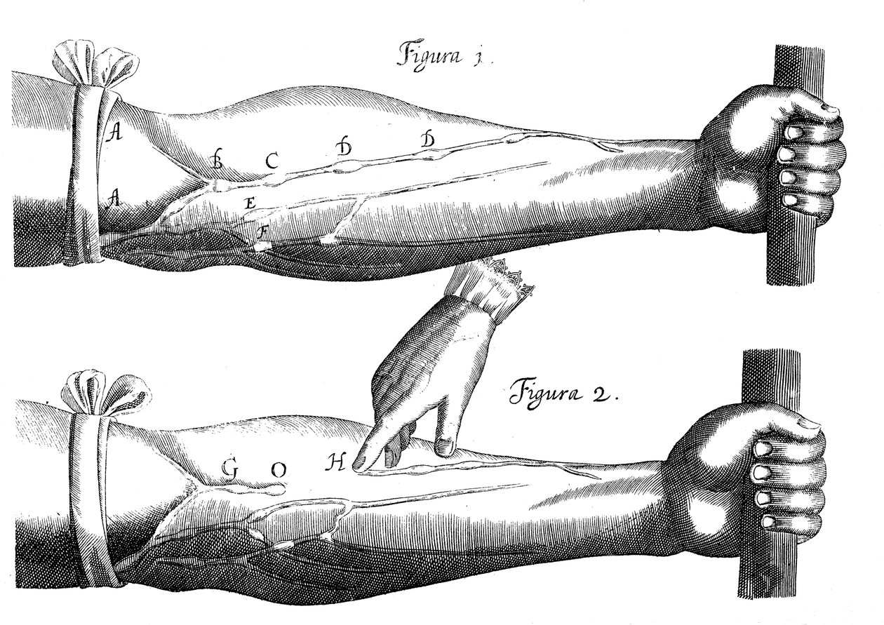 Circulação do sangue, 1628 de Unbekannt