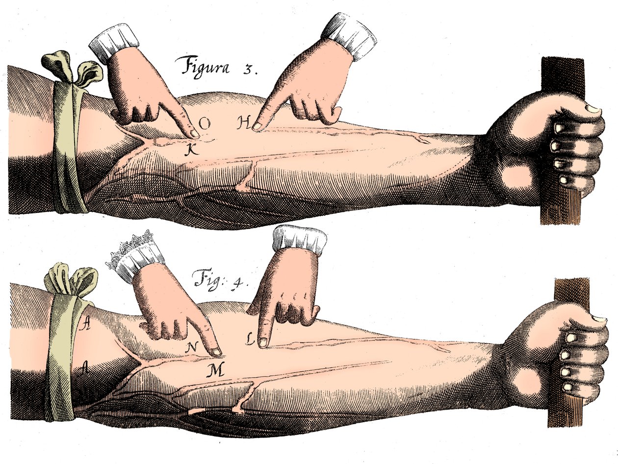Circulação do sangue, 1628 de Unbekannt