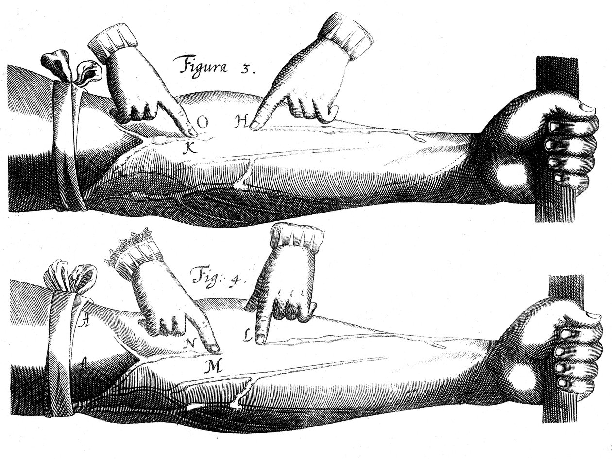 Circulação do sangue, 1628 de Unbekannt