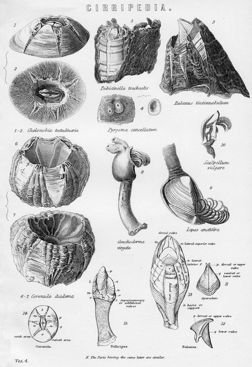 Cirripedia, século XIX de Unbekannt
