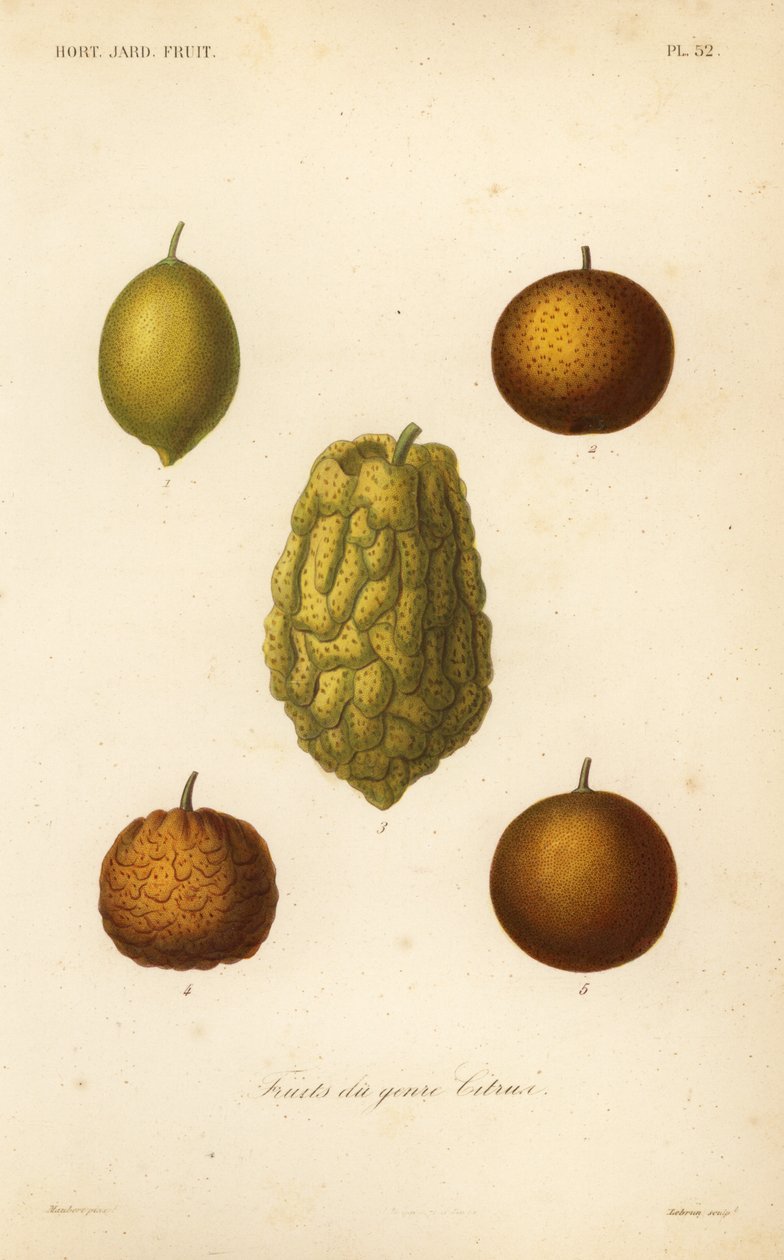 Citrinos, frutas do gênero cítrico de Unbekannt
