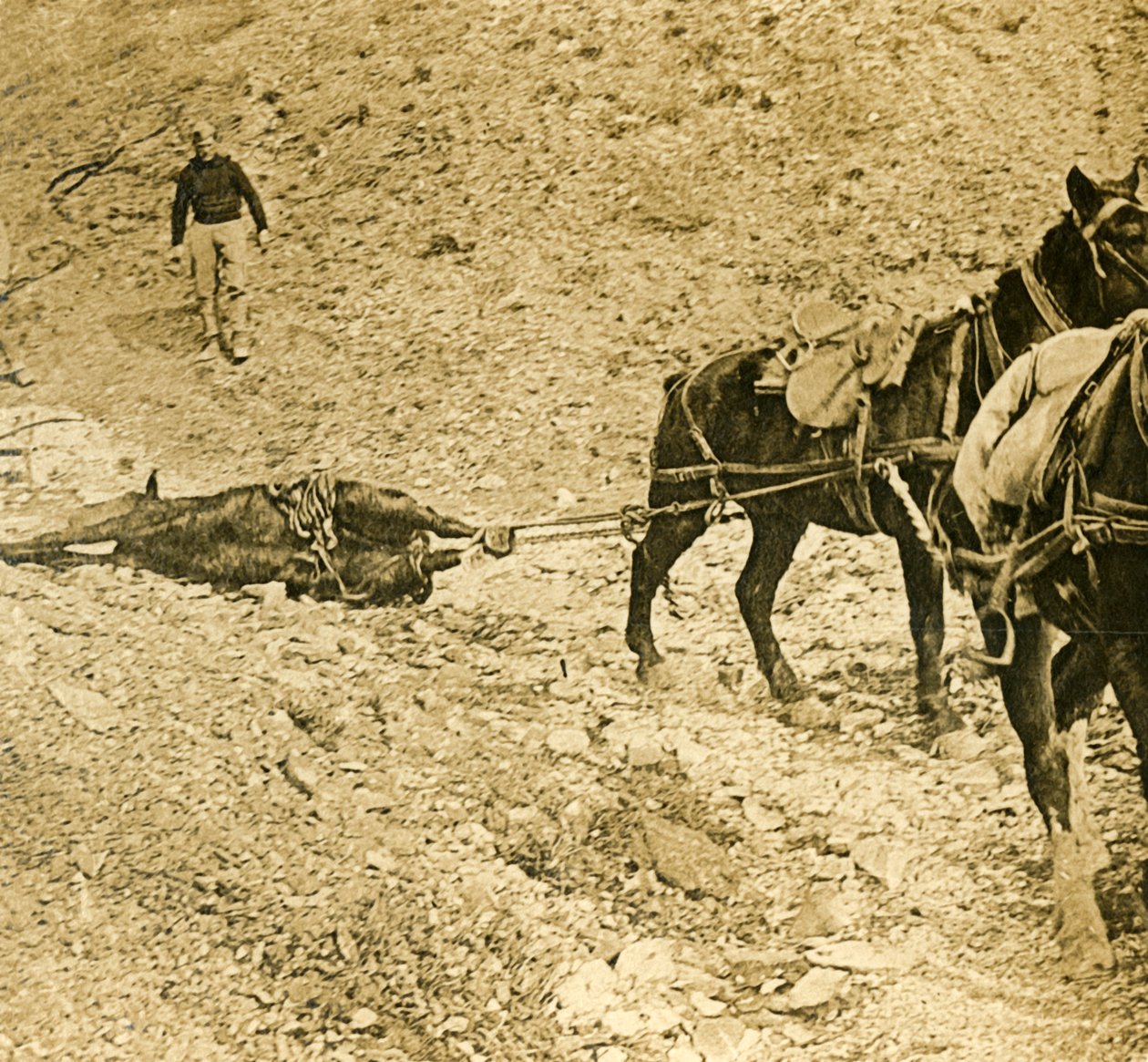 Limpando o campo de batalha, c1914-c1918 de Unbekannt