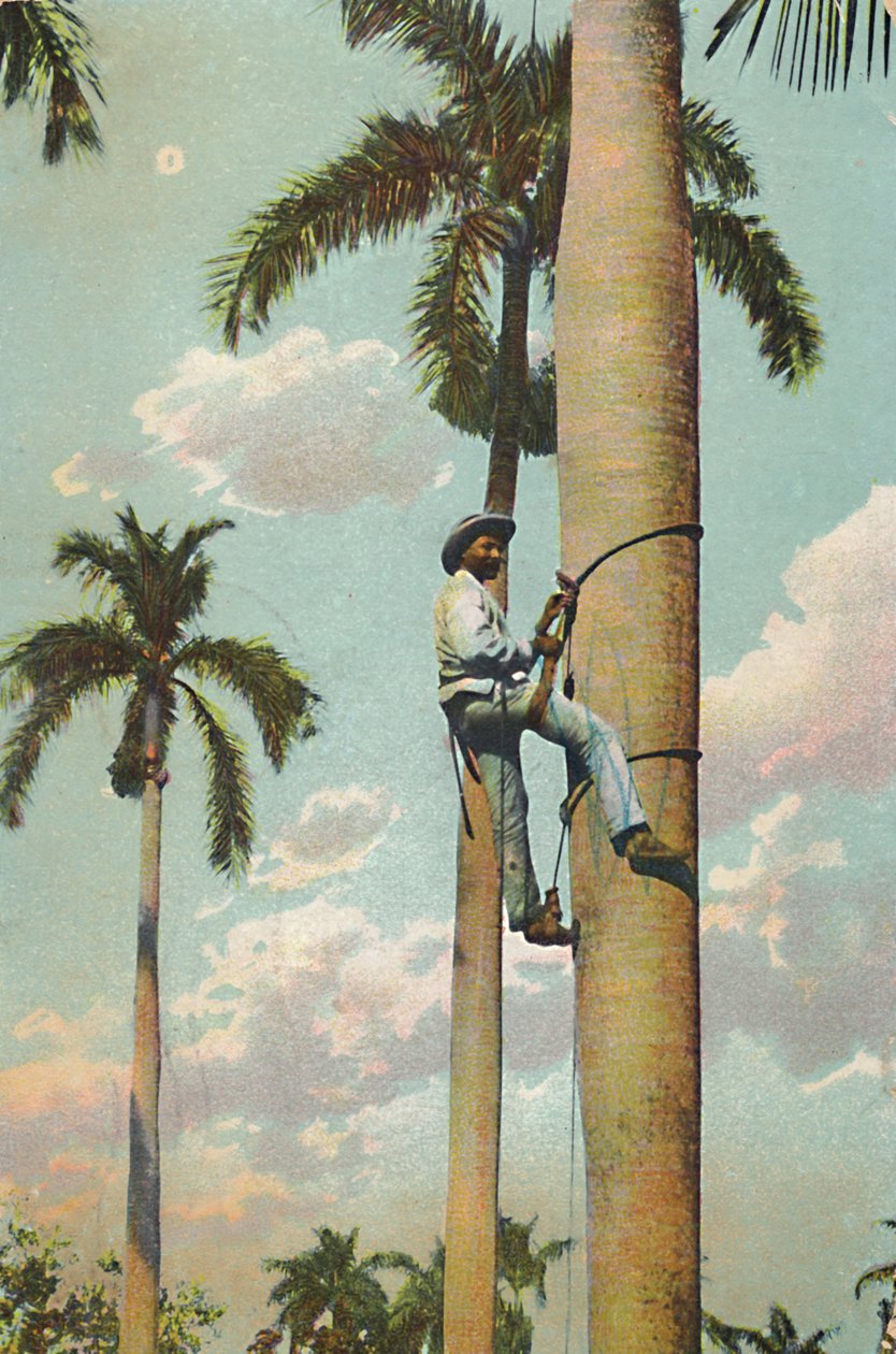 Escalando a Palma Real - Escalando a Palma Real, 1910. de Unbekannt