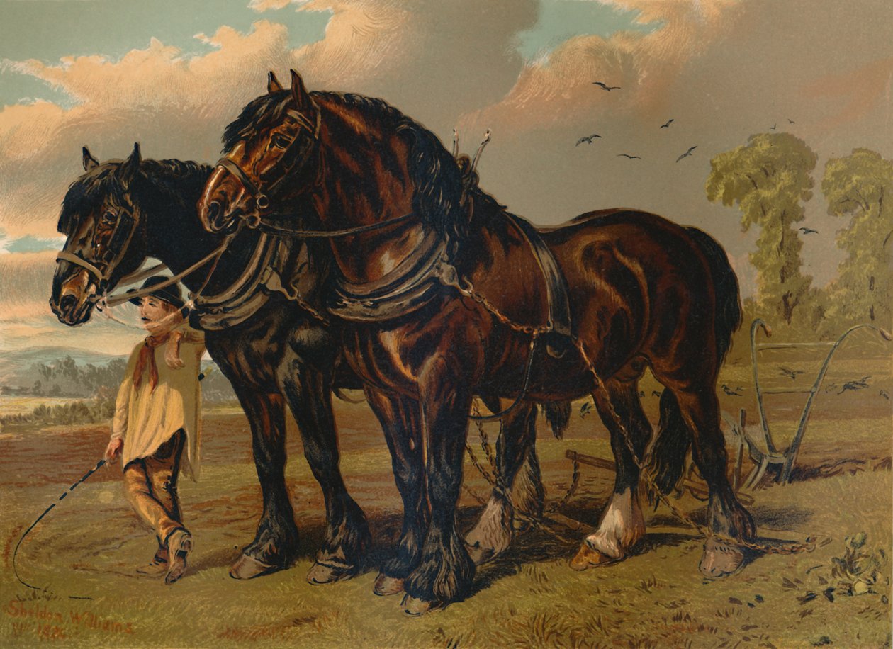 Garanhão de Clydesdale & égua, c1879. de Unbekannt