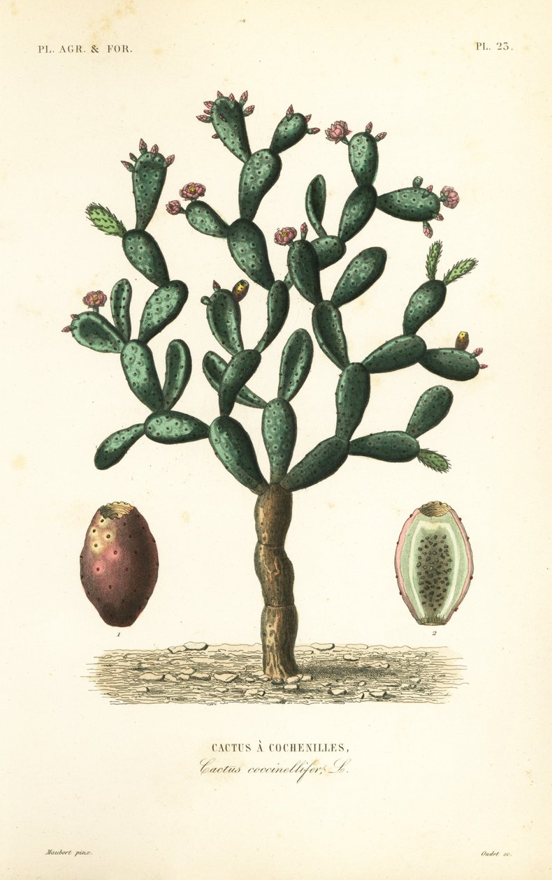 Cacto de Cochonilha, Nopalea cochenillifera, Opuntia cochenillifera, Cactus cochenillifer, Cactus coccinellifer, Cactus a cochenilles de Unbekannt