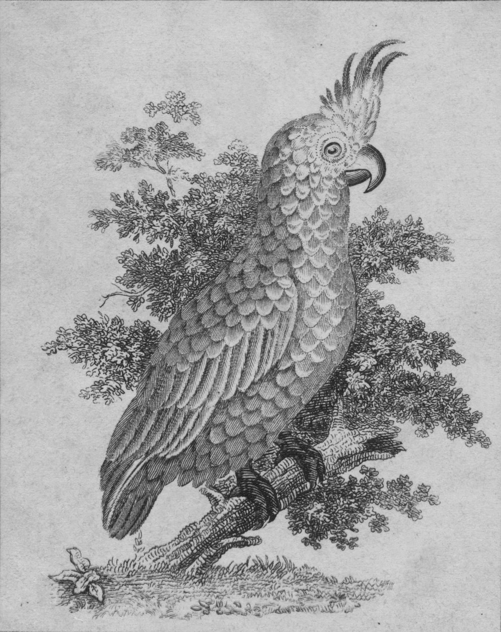 Cacatua, século XIX de Unbekannt