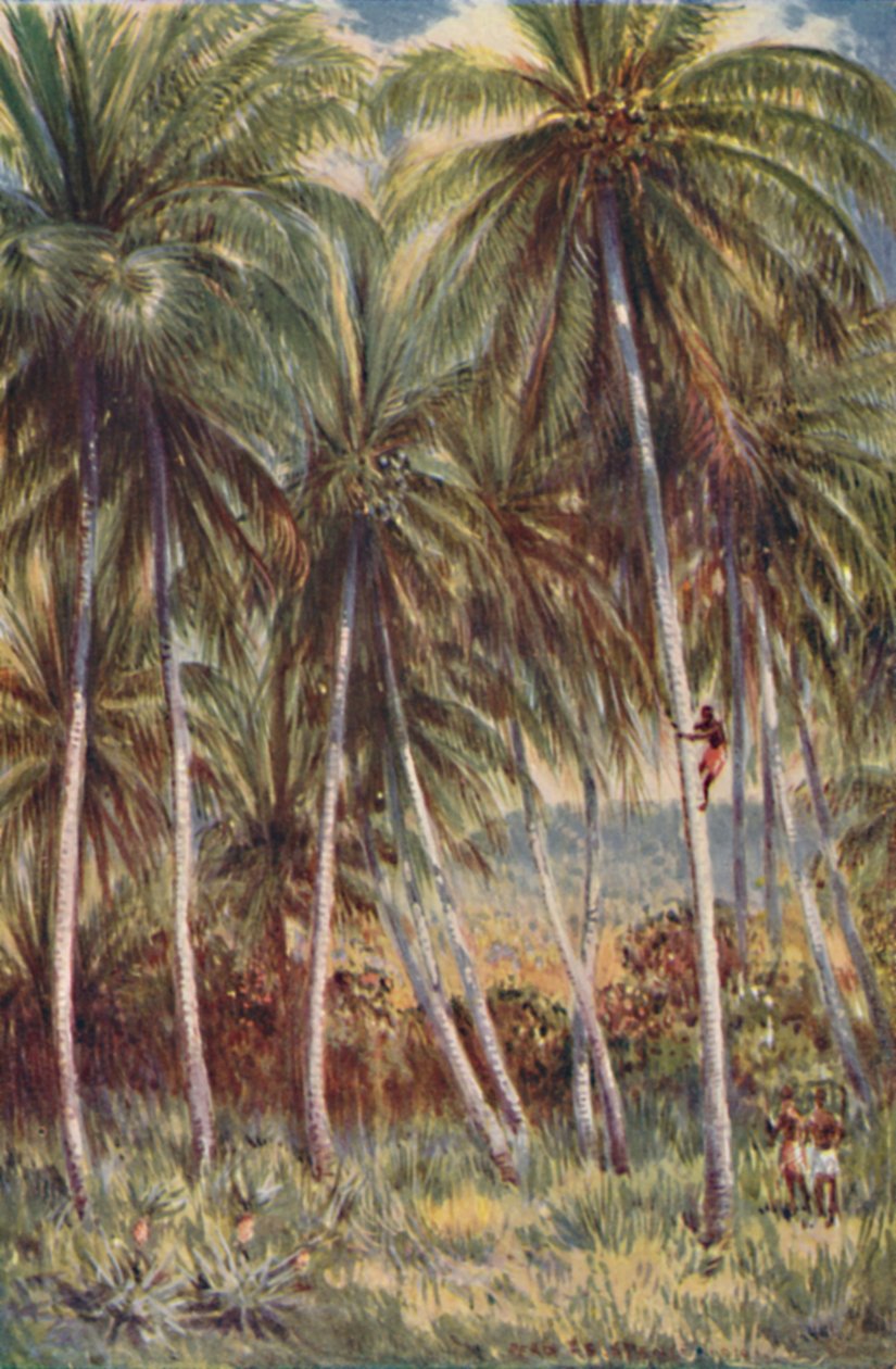 Coco-Nut Palms no norte de Queensland, 1923. de Unbekannt