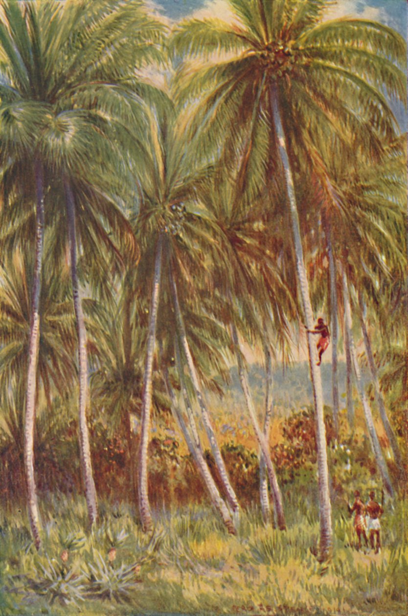 Palmeiras de coco, 1924 de Unbekannt
