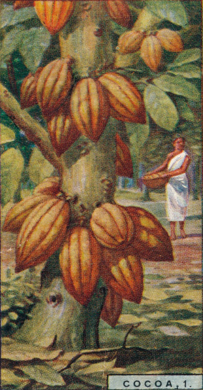 Cacau, 1. - Cacaueiro, Trinidad, 1928 de Unbekannt
