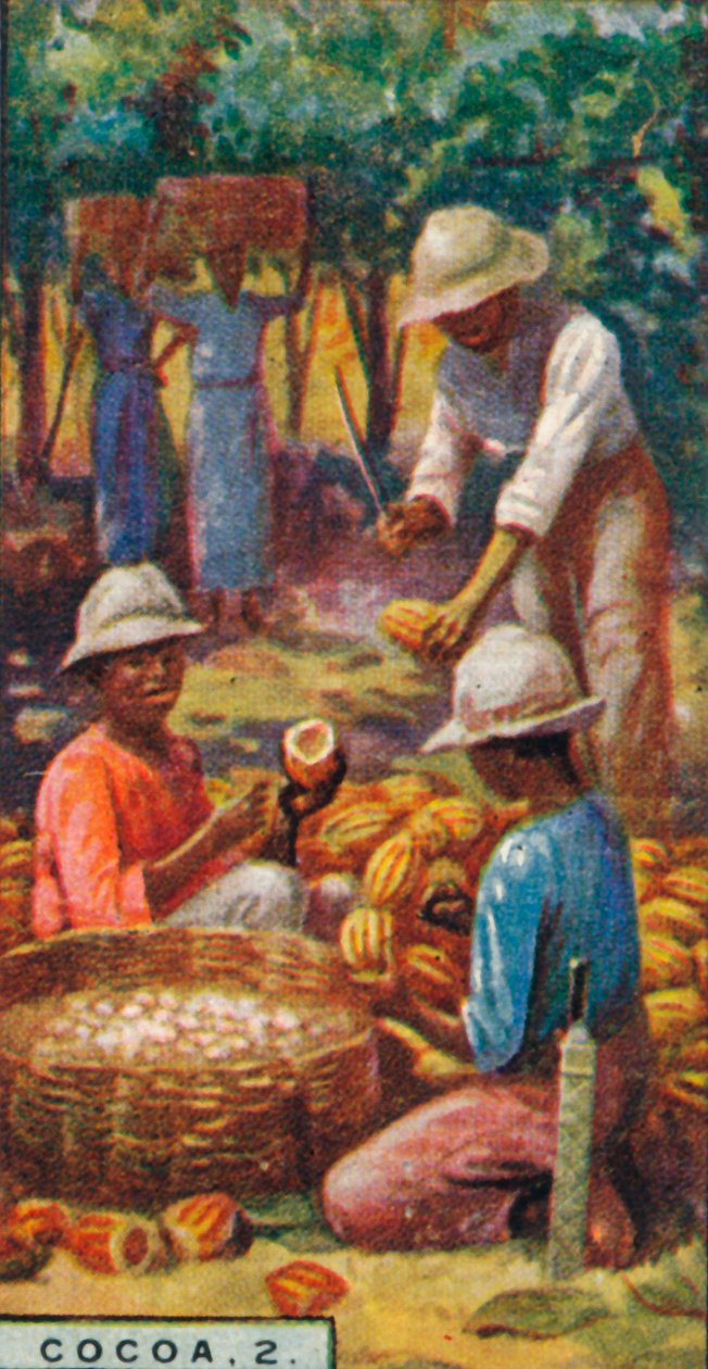 Cocoa, 2. - Abrindo as vagens, Trinidad, 1928 de Unbekannt