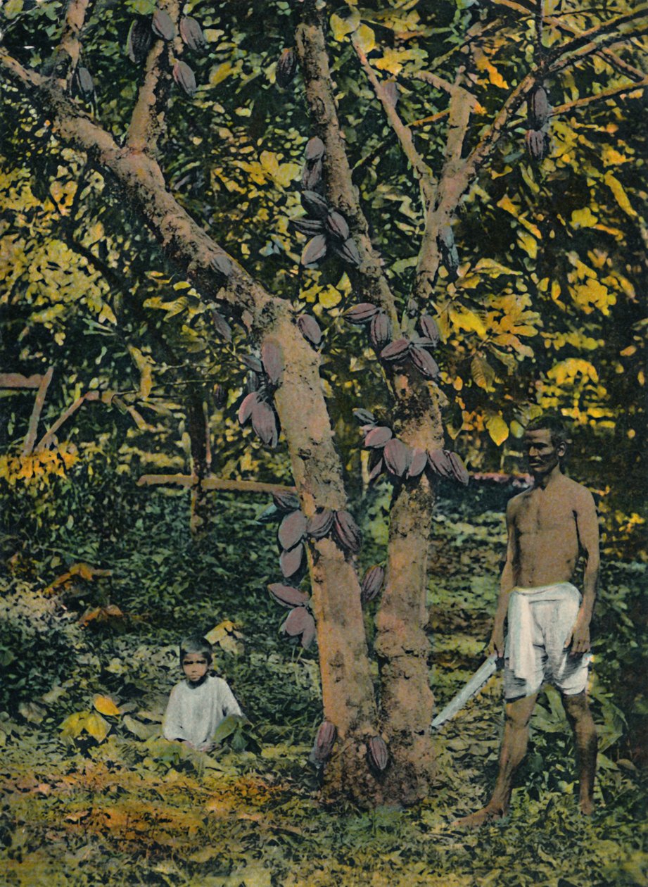 Cacau em mancal completo, Trinidad e Tobago, c1914. de Unbekannt