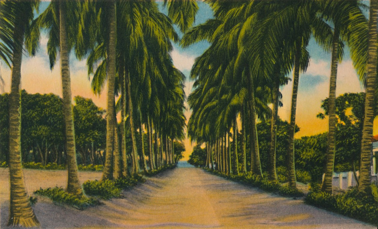 Coconut Avenue, Barranquilla, c1940s, de Unbekannt