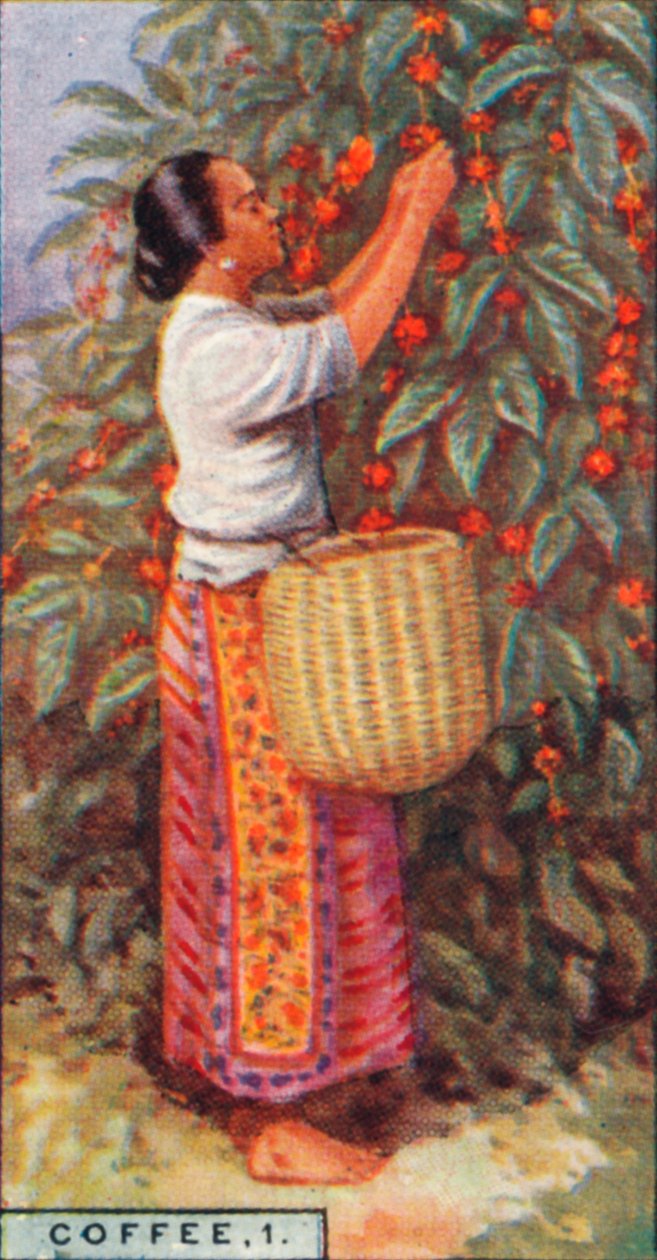 Coffee, 1. - Gathering the Berries, Índias Orientais, 1928 de Unbekannt