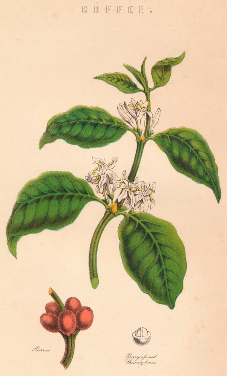 Café, século c19 de Unbekannt