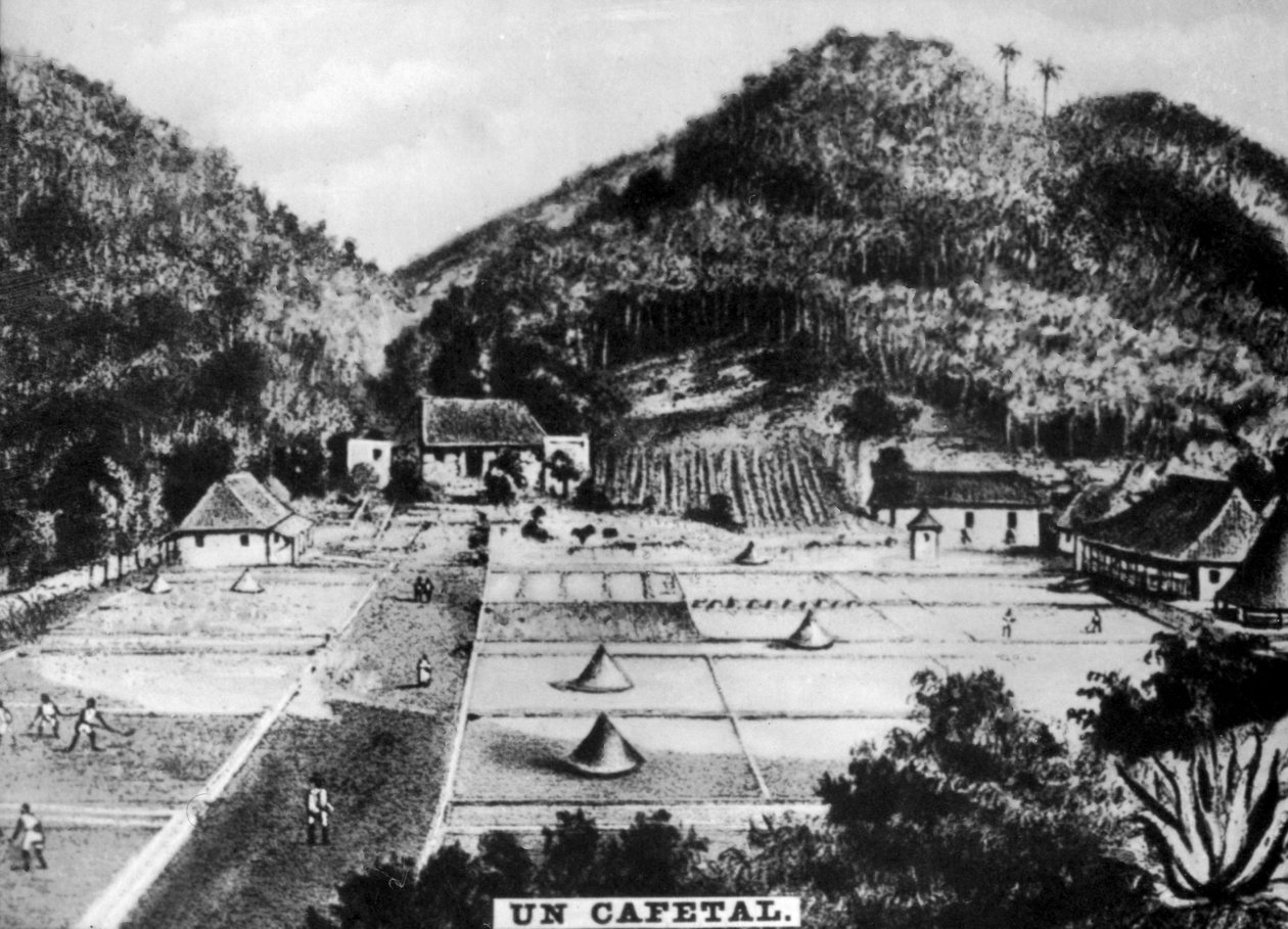 Plantação de café, Cuba, 1768 c1910 de Unbekannt
