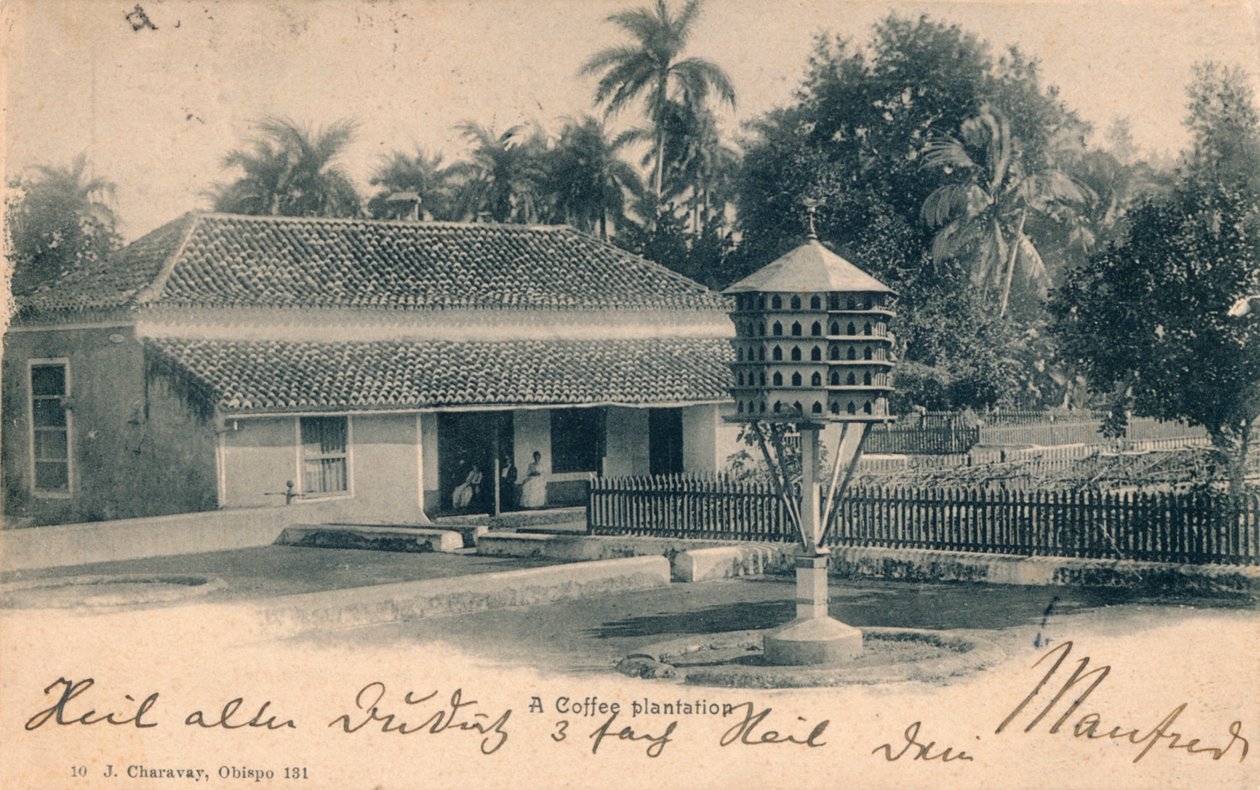 Plantação de café, c1900 de Unbekannt