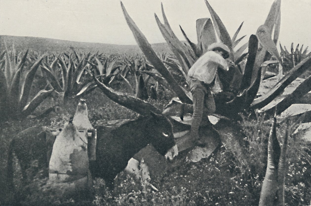 Coletando Água de Mel de uma Maguey, 1916 de Unbekannt