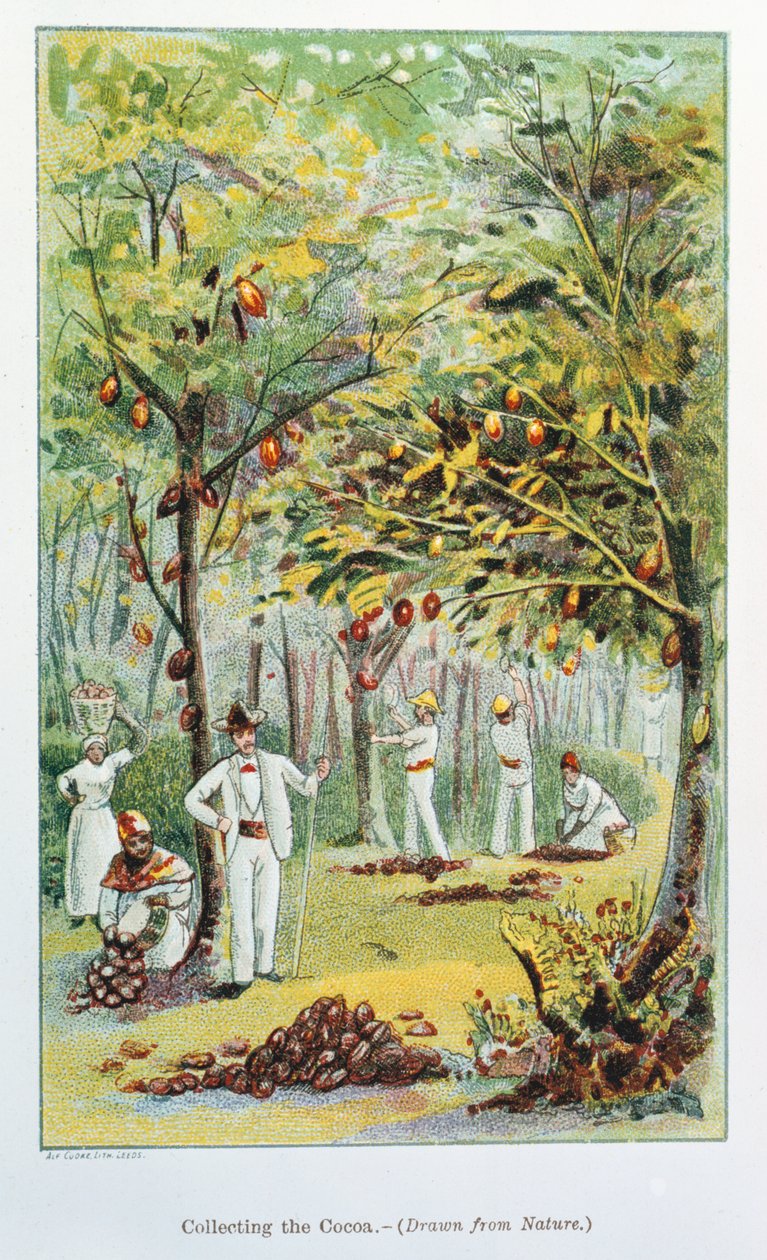 Coleta de cacau, Venezuela, 1892 de Unbekannt