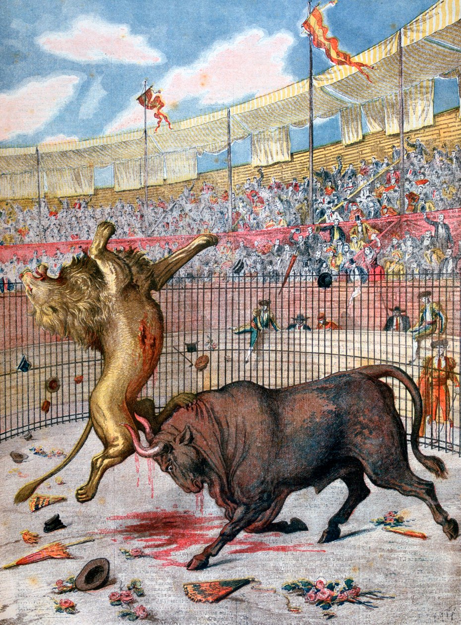Combate entre um leão e um touro, Espanha, 1894 de Unbekannt