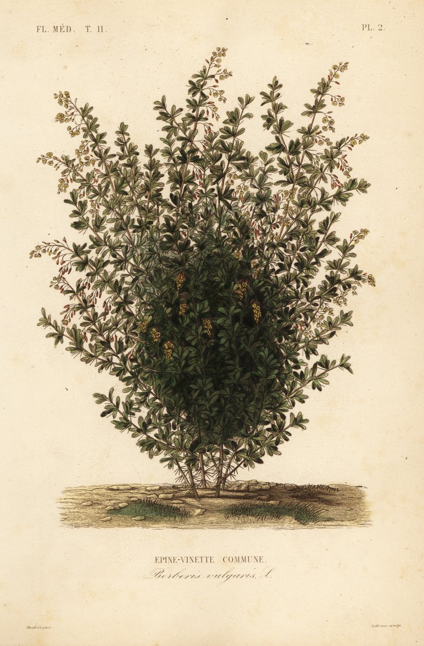 Baga comum, Berberis vulgaris, Epine-vinette commune de Unbekannt