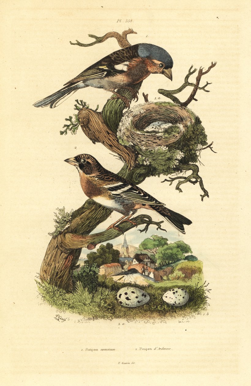 Tentilhão comum, Fringilla coelebs, ninho e ovos, e brambling, Fringilla montifringilla com ovos Pinson commun et pinson d