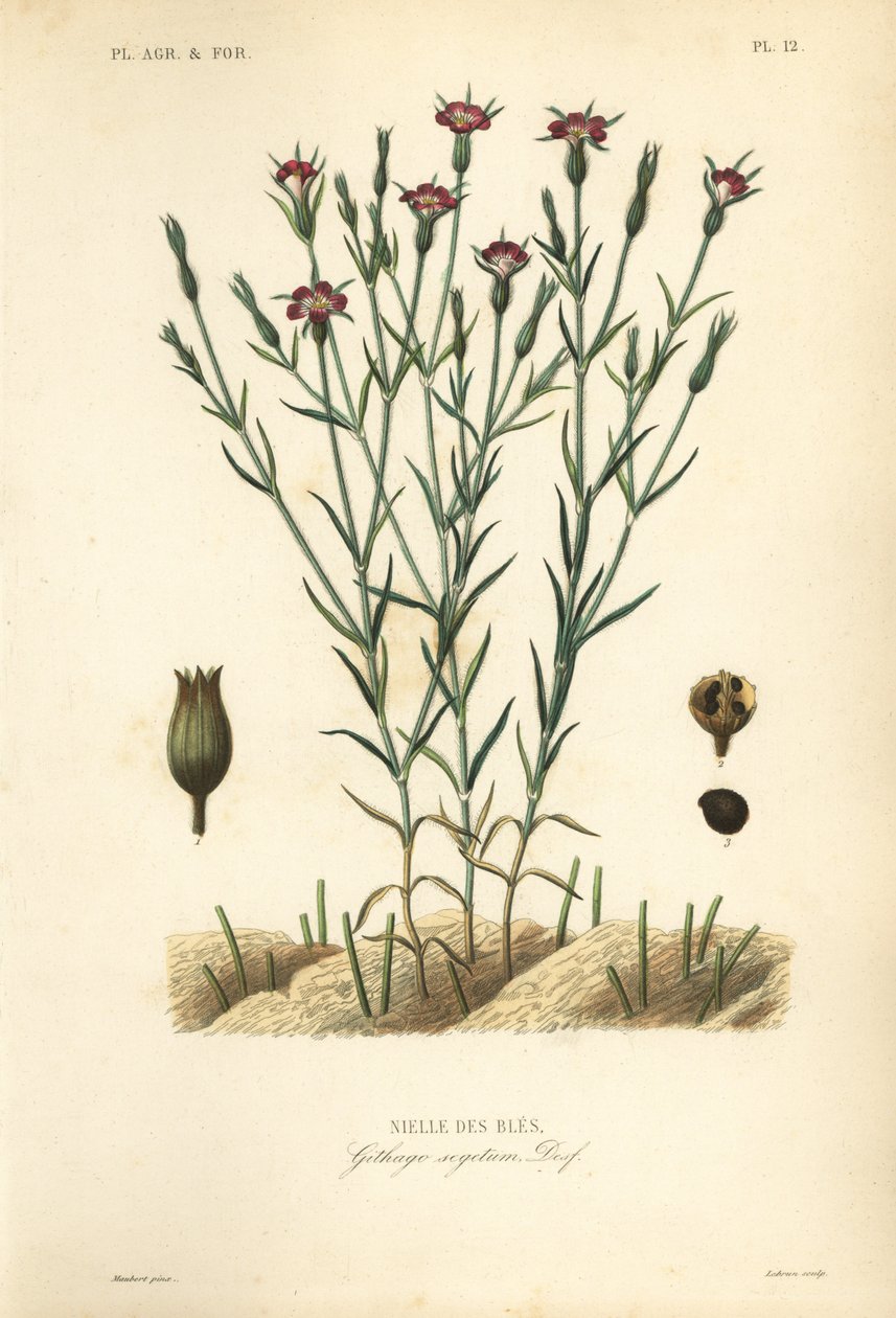 Cockle de milho comum, Agrostemma githago, Githago segetum, Nielle des bles, Gravura em aço colorido à mão por L de Unbekannt