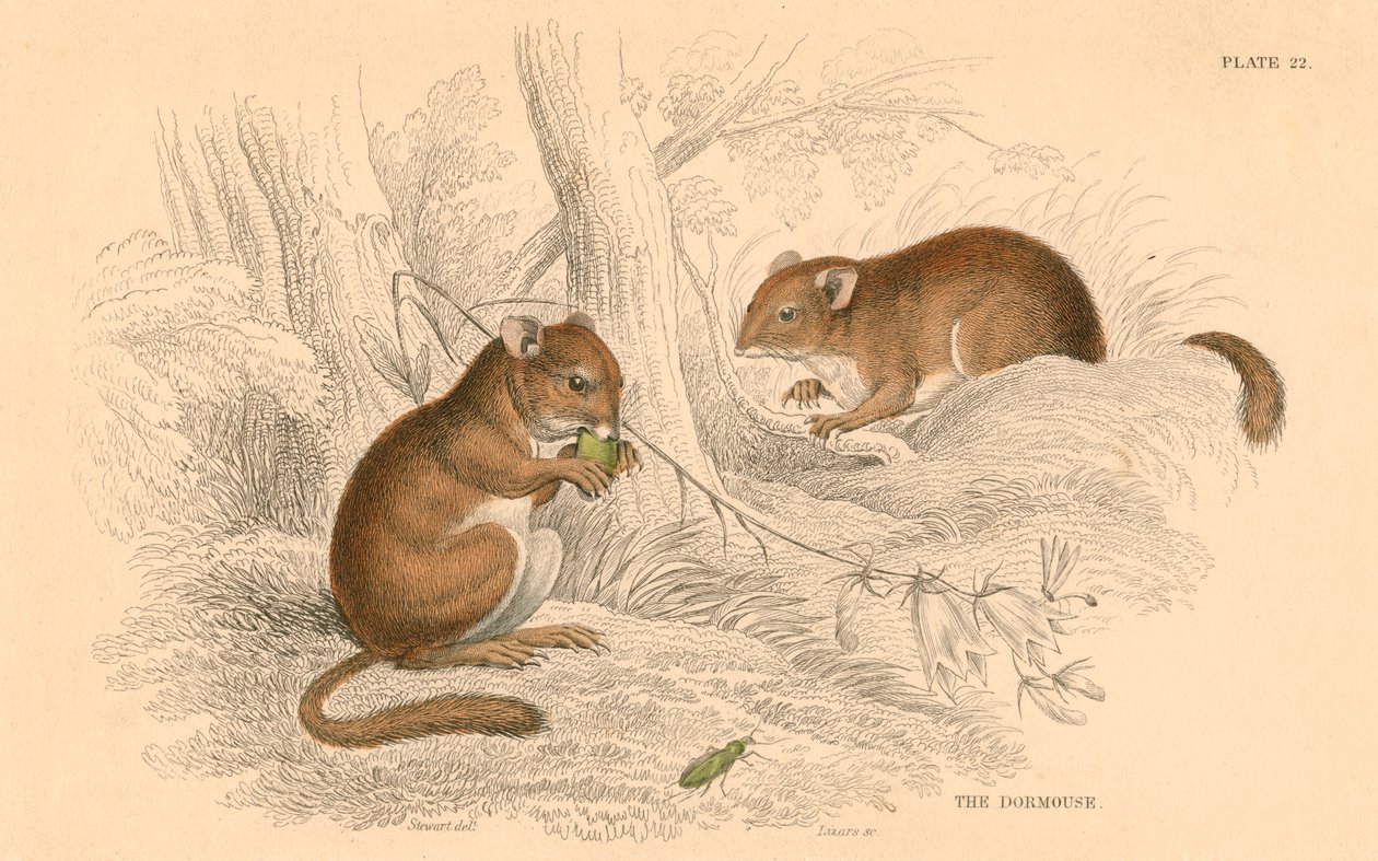Arganlanar comum Muscardinus arvellanarius, roedor em hibernação, 1828 de Unbekannt