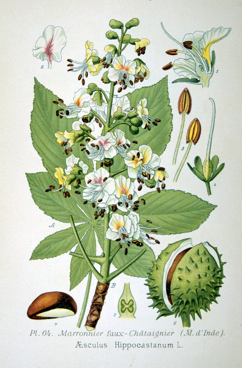 Castanha da Índia, 1893 de Unbekannt