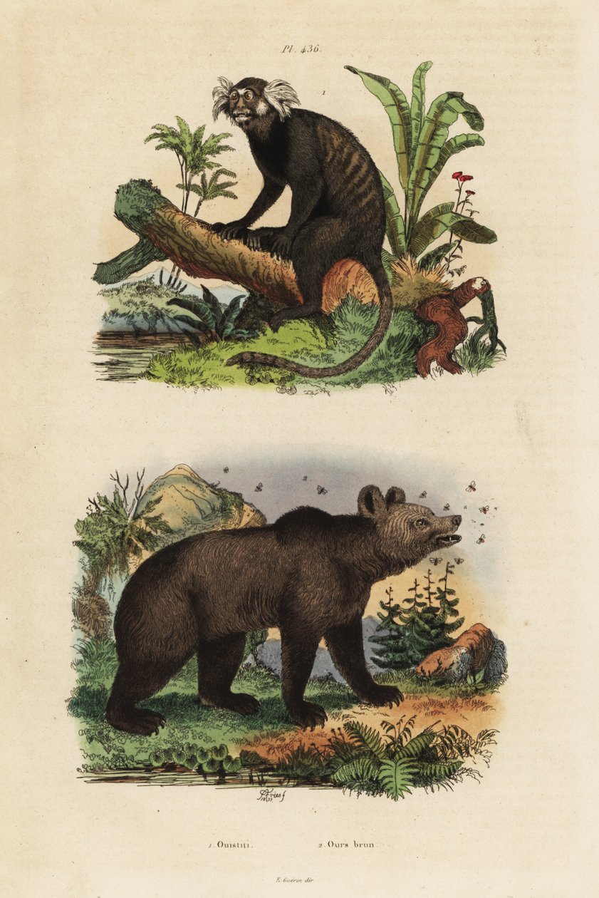 Titismo comum, Callithrix jacchus 1, e urso pardo, Ursus arctos, com abelhas 2 de Unbekannt