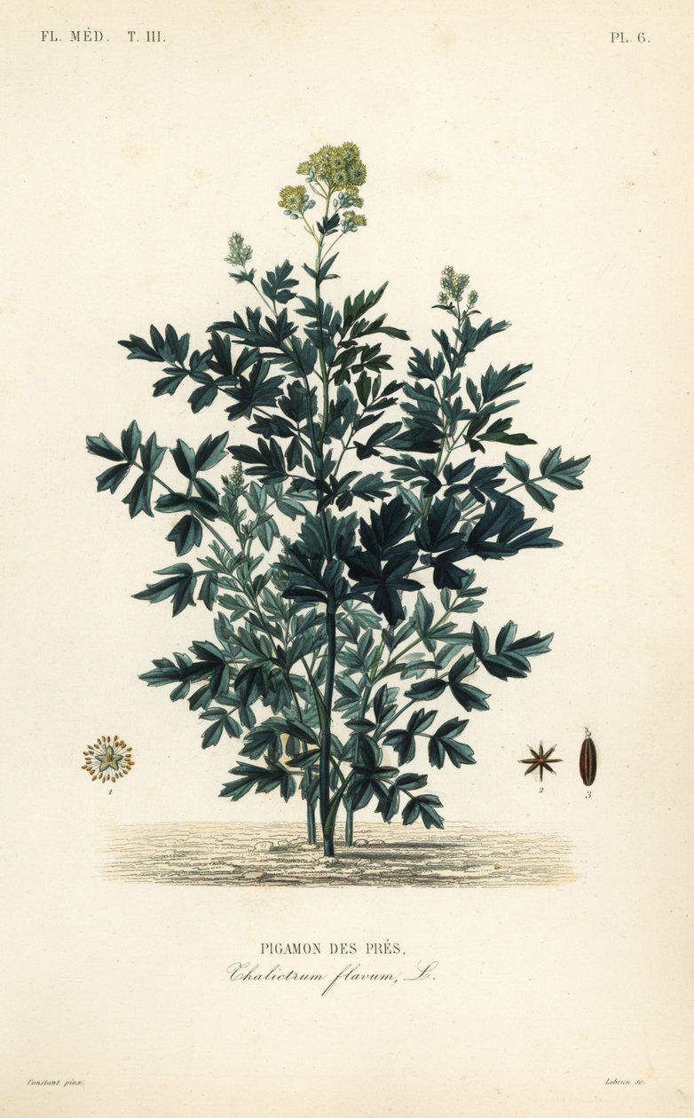 Arruda comum dos prados, Thalictrum flavum, Pigamon des pres de Unbekannt