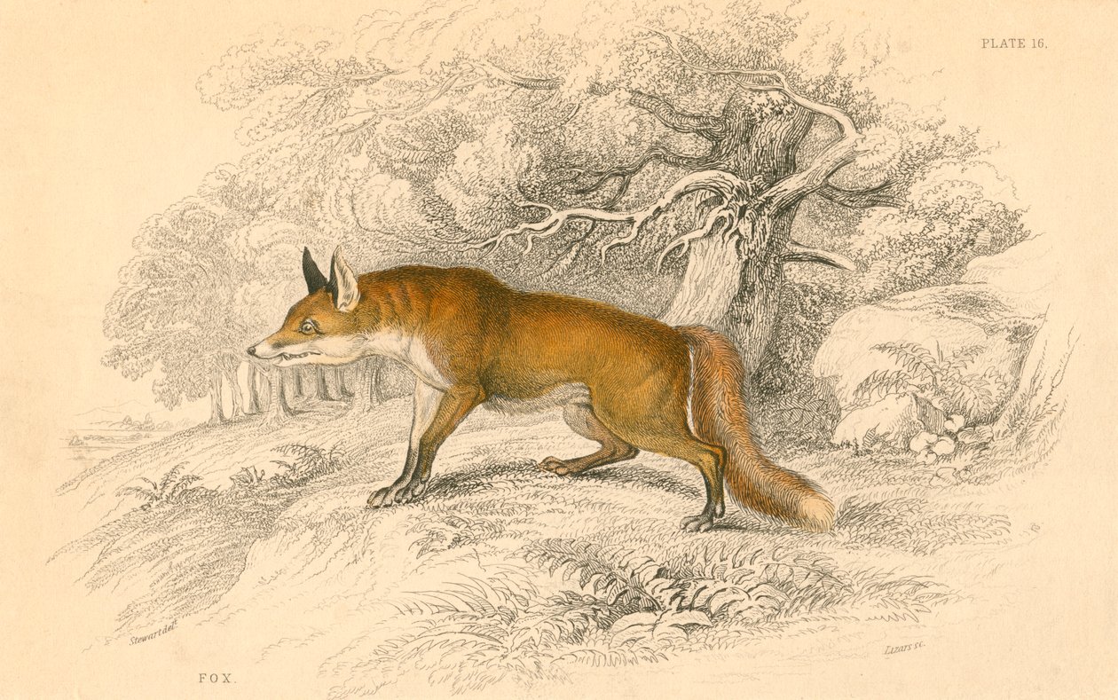 Raposa-comum ou vermelha Vulpes vulpes, 1828 de Unbekannt